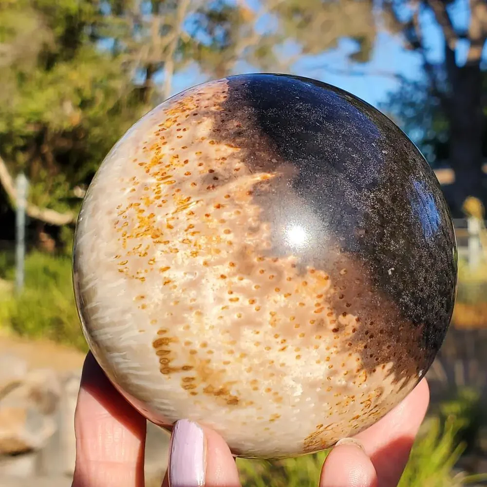 Large Petrified Palm Root Wood Fossil Crystal Sphere Indonesian 714 grams | 82mm